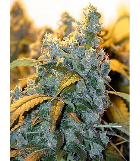 Chronic Regular Seeds