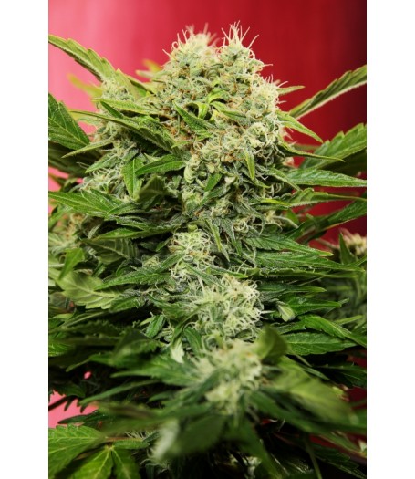 Chronic Ryder Autoflowering Feminised Seeds