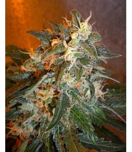 Cobra Feminised Seeds - 3
