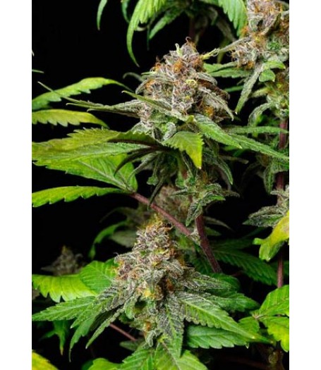 Cocoa Kush - 10 Regular Seeds