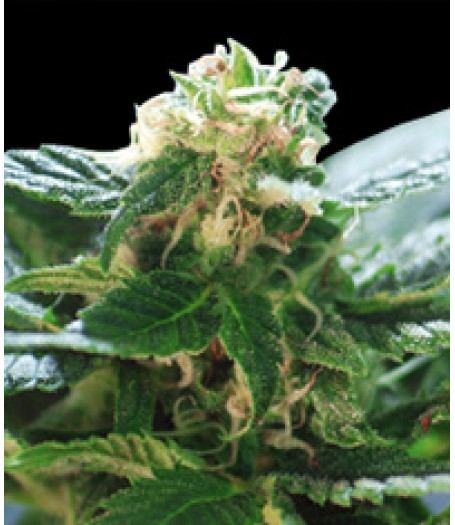 Colombian Gold Feminised Seeds