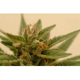 Connie Chung Feminised Seeds