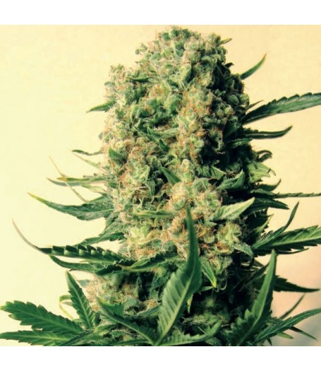 Critical Skunk Regular Seeds