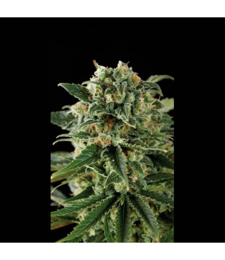 Critical Automatic Feminised Seeds Critical Automatic Feminised Seeds