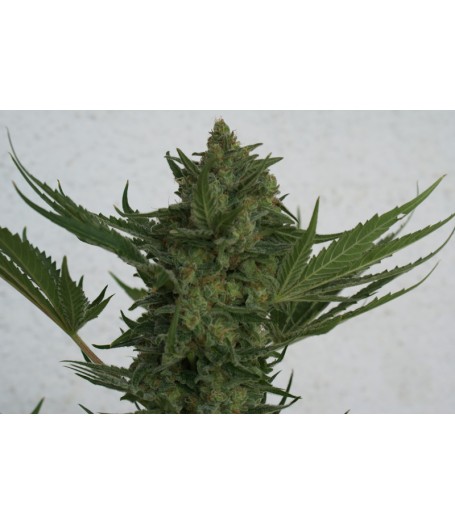 Critical Haze Regular Seeds - 10
