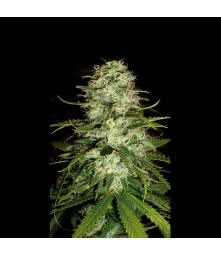 CR+ Feminised Seeds
