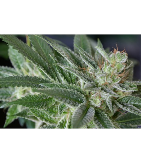 Dakini Kush Regular Seeds