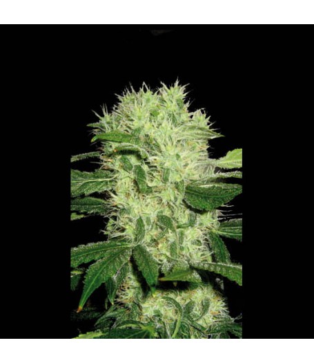 Dama Blanca Feminised Seeds