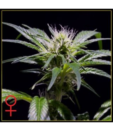 Damn Sour Feminised Seeds