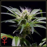 Damn Sour Feminised Seeds - 5 Damn Sour Feminised Seeds - 5