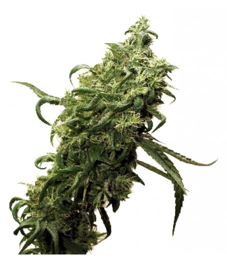 Dark Delight Feminised Seeds
