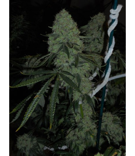 Deadhead OG Feminised Seeds - 6