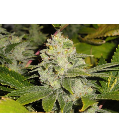 Dead Head OG Regular Seeds