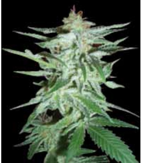 Delirium Feminised Seeds