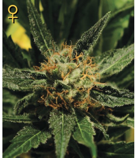 Diamond Girl Feminised Seeds