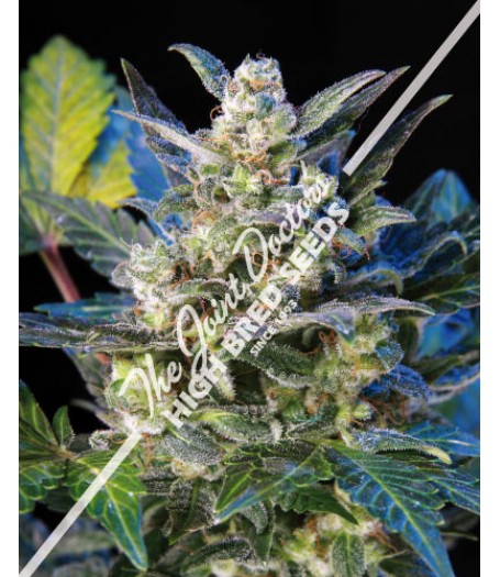 Diesel Ryder Autoflowering Regular Seeds