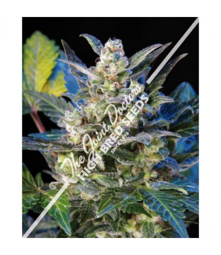 Diesel Ryder Autoflowering Feminised Seeds