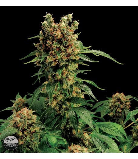 California Hash Plant Feminised Seeds