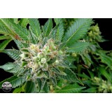 Diesel Feminised Seeds