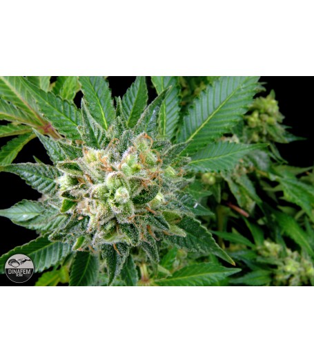 Diesel Feminised Seeds