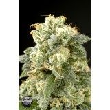Industrial Plant Feminised Seeds