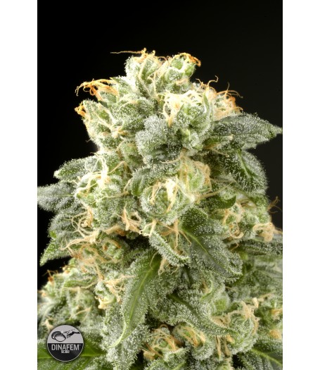 Industrial Plant Feminised Seeds