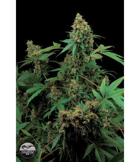 Moby Dick Feminised Seeds