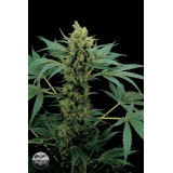 Moby Hash Feminised Seeds