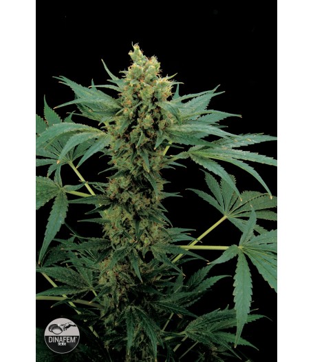 Moby Hash Feminised Seeds