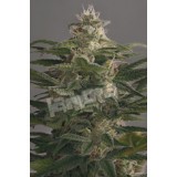 OG Kush Feminised Seeds