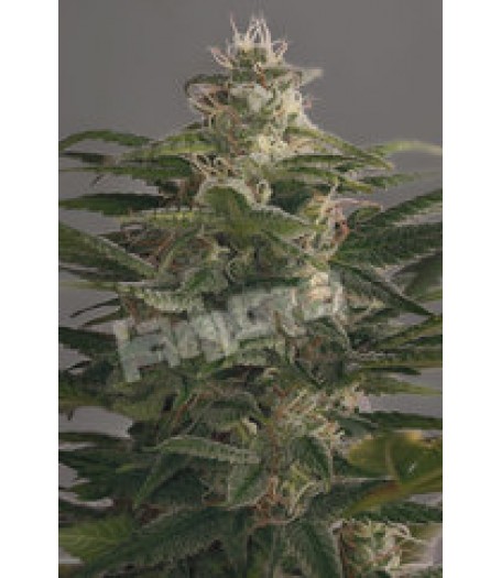 OG Kush Feminised Seeds