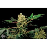 Power Kush Feminised Seeds