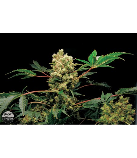 Power Kush Feminised Seeds