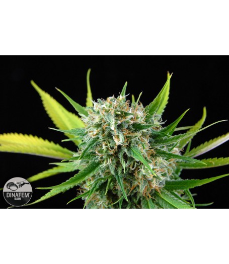Royal Haze Feminised Seeds