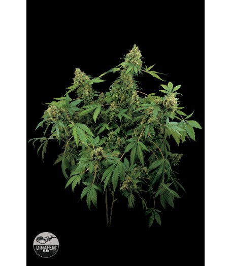 Santa Sativa Feminised Seeds