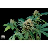 Shark Attack Feminised Seeds