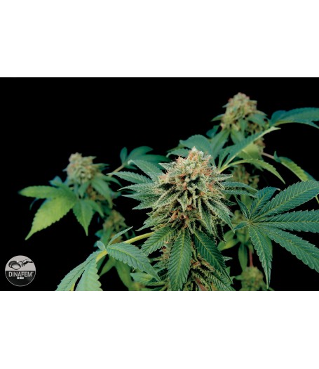 Shark Attack Feminised Seeds