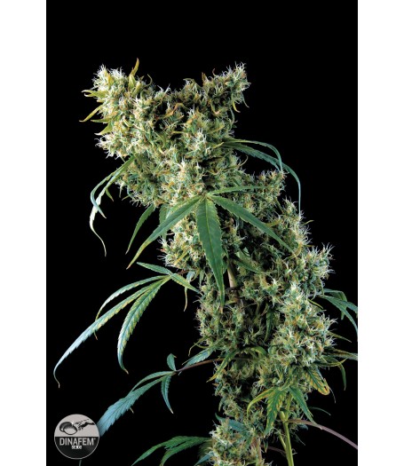 Super Silver Feminised Seeds