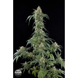White Widow Feminised Seeds