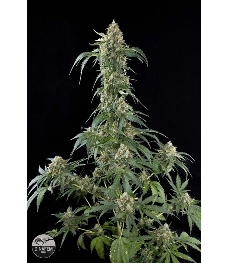 White Widow Feminised Seeds