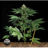 Roadrunner Autoflowering Feminised Seeds