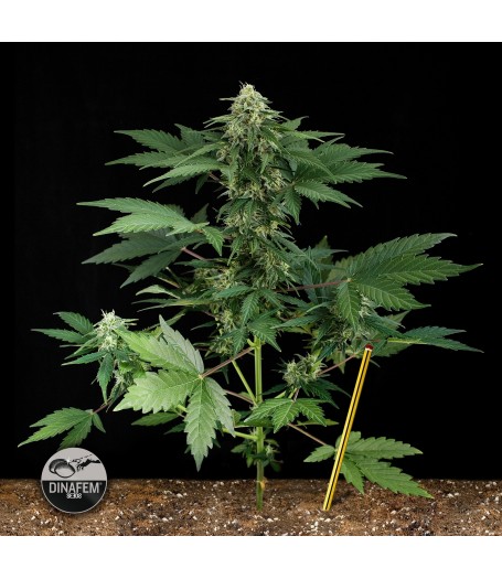 Roadrunner Autoflowering Feminised Seeds