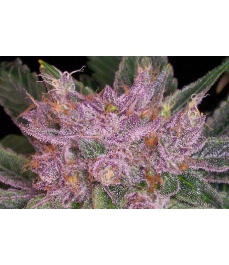 Grape Krush - 10 Regular Seeds