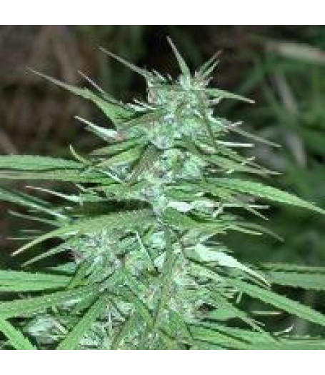 Double Thai Regular Seeds