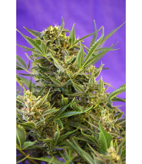 Double White Feminised Seeds