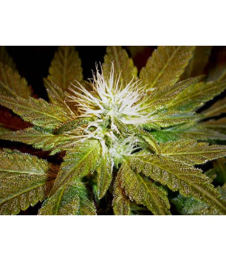 Double Dutch Regular Seeds