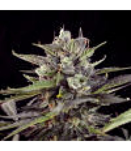 Auto Blueberry Auto-Flowering Feminised Seeds