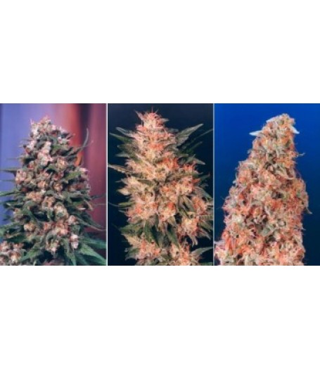 Colour Mix 3 - 6 Feminised Seeds