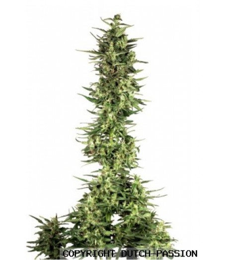 Dutch Cheese Feminised Seeds - 10