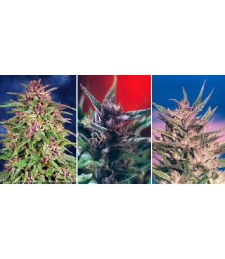 Colour Mix 1 - 6 Feminised Seeds